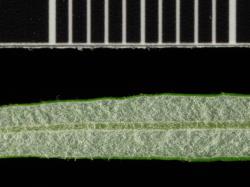 Salix eleagnos. Lower leaf surface.
 Image: D. Glenny © Landcare Research 2020 CC BY 4.0